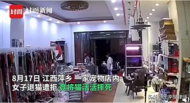 從江西女子當街摔死小貓事件看反虐待動物立法出臺的困難